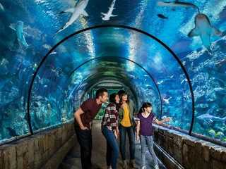 Shark Reef Aquarium at Mandalay Bay: Entry Ticket