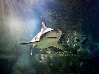 SEA LIFE San Antonio: Entry Ticket