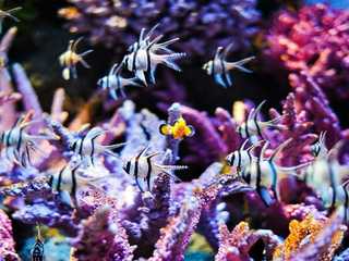 SEA LIFE Bangkok Ocean World: Entry Ticket