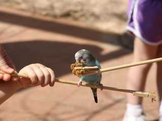 Peoria Zoo: Entry Ticket
