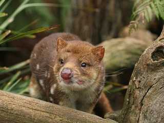 Bonorong Wildlife Sanctuary: Entry Ticket