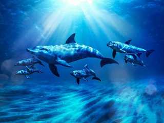 Aquaventure: Entry Ticket + Atlas Village Dolphin Swim