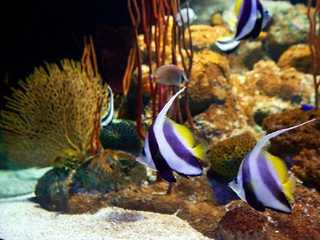 Underwater World Pattaya: Entry Ticket