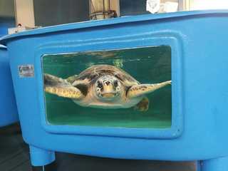 Turtle Point: Entry Ticket