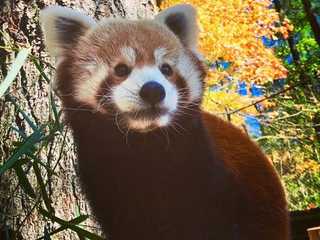 Oglebay Good Zoo: Entry Ticket