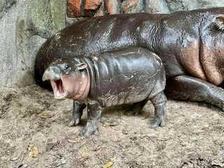 Khao Kheow Open Zoo: Entry Ticket