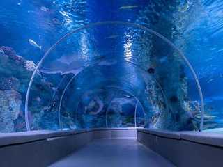 Istanbul: Emaar Aquarium & Underwater Zoo Entry Ticket