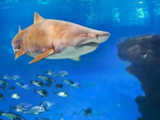 Palma Aquarium: Entrance + Diving with Sharks