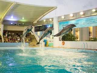 Interactive Aquarium Cancún: Entry Ticket + Dolphin Show