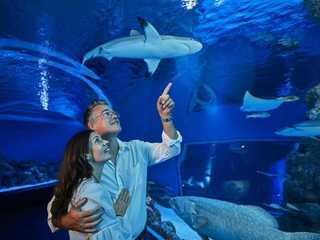 Cairns Aquarium: Night Entry + 2-Course Dinner