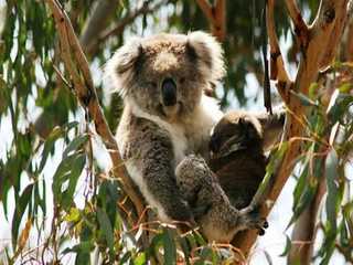 Phillip Island Nature Parks: Koala Conservation Reserve Entry