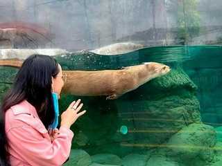Michin Aquarium Puebla: Entry Ticket