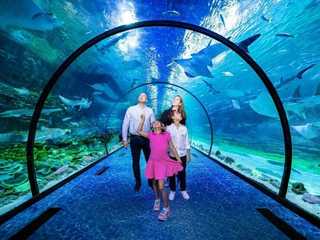 The National Aquarium Abu Dhabi: Entry + Pixoul Gaming + The Adrenark Adventure