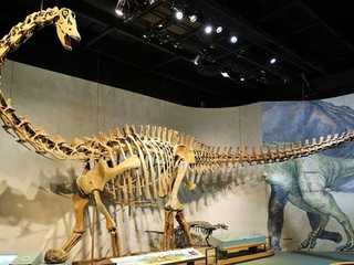Denver: Museo della natura e della scienza: biglietto e audio tour