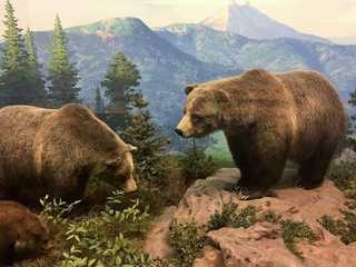 Denver: Museum of Nature and Science Self-Guided Audio Tour (Without a Ticket)