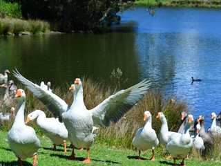 Sydney: Self-Guided Audio Walk through Centennial Parklands