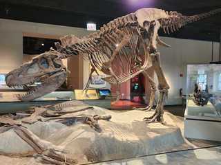 Chicago: The Field Museum Ticket & City Landmarks Audio Tour