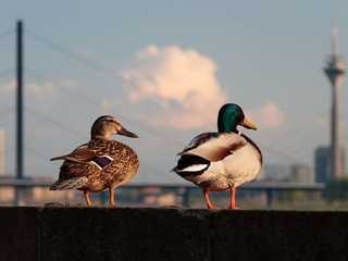 The Best of Düsseldorf: Explore All Must-See Sights!