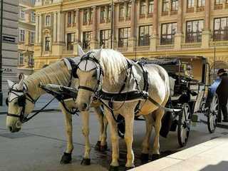 Vienna: Gourmet Delights Audio Tour