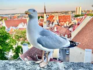 Tallinn: Enchanted Medieval Odyssey Audio Tour