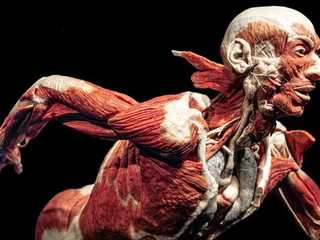 Berlin: BODY WORLDS Ticket
