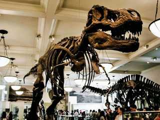 American Museum of Natural History: Entrance Ticket