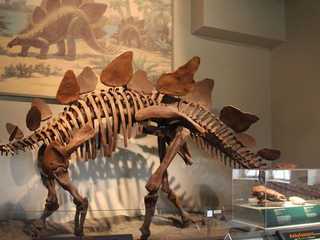 Chicago: Field Museum of Natural History Ticket