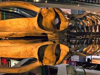Denver: Museum of Nature & Science Ticket