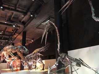 Houston: Museum of Natural Science Audio Tour