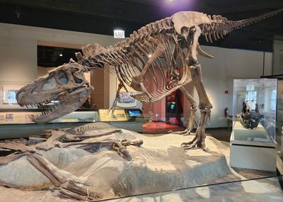 Chicago: The Field Museum Ticket & City Landmarks Audio Tour