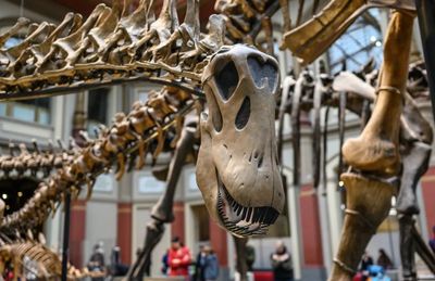 Berlin: Natural History Museum Audio Tour