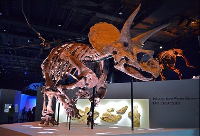 Musée des sciences naturelles de Houston : Une visite de l'évolution et de la culture