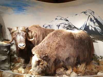 Tromso: Arctic Beauty & Culture Audio Tour - photo 2