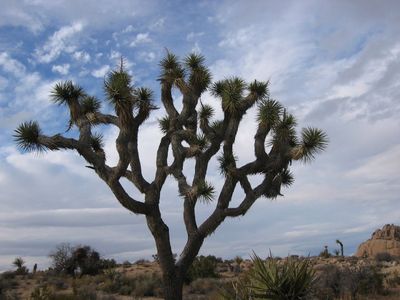 Joshua Tree: Self-Driving Audio Tour - photo 2