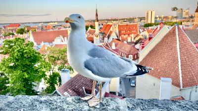 Tallinn: Enchanted Medieval Odyssey Audio Tour