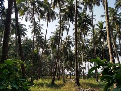 Old Goa: Timeless Heritage Churches Audio Tour - photo 2