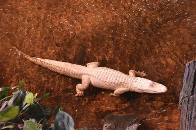 Aquarium de Paris: Entrance Ticket - photo 4
