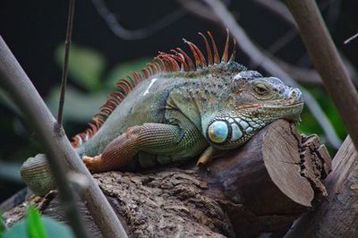 Paris Zoological Park (Parc Zoologique de Paris): Entrance Ticket - photo 4
