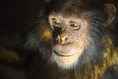 Berlin: Natural History Museum Audio Tour - photo 4