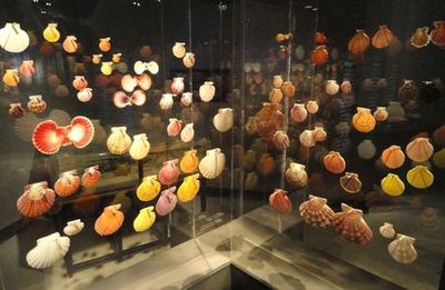 Houston Museum of Natural Science Entrance Ticket - photo 3