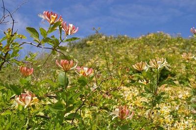 Den Burg: Texel Dunes Discovery Audio Tour - photo 4
