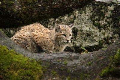 Oakhurst: Yosemite Valley Memories Audio Tour - photo 4