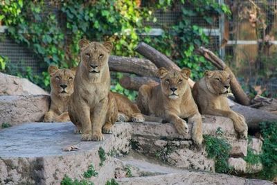 Barcelona Zoo: Skip The Line Ticket - photo 3