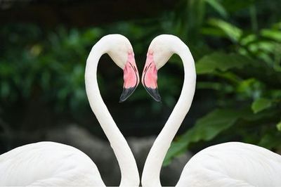 Zoo Miami: Skip The Line Ticket - photo 4