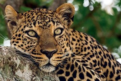 Zoo Aquarium Madrid: Entry Ticket - photo 3