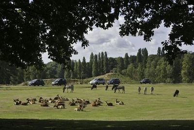 Safari Thoiry: Entry Ticket - photo 3