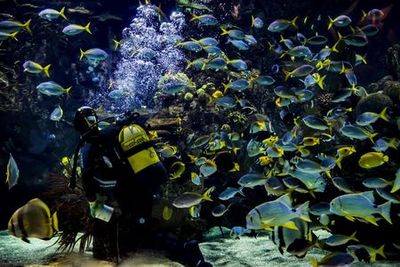 Oceanogràfic & Science Museum: Entry Ticket - photo 3