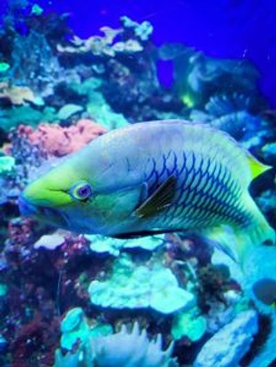 Downtown Aquarium Denver: Entry Ticket - photo 4