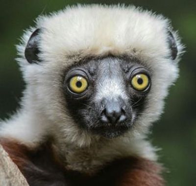 Bronx Zoo: Entry Ticket - photo 4