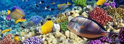 Gardaland SEA LIFE Aquarium: Entry Ticket - photo 4